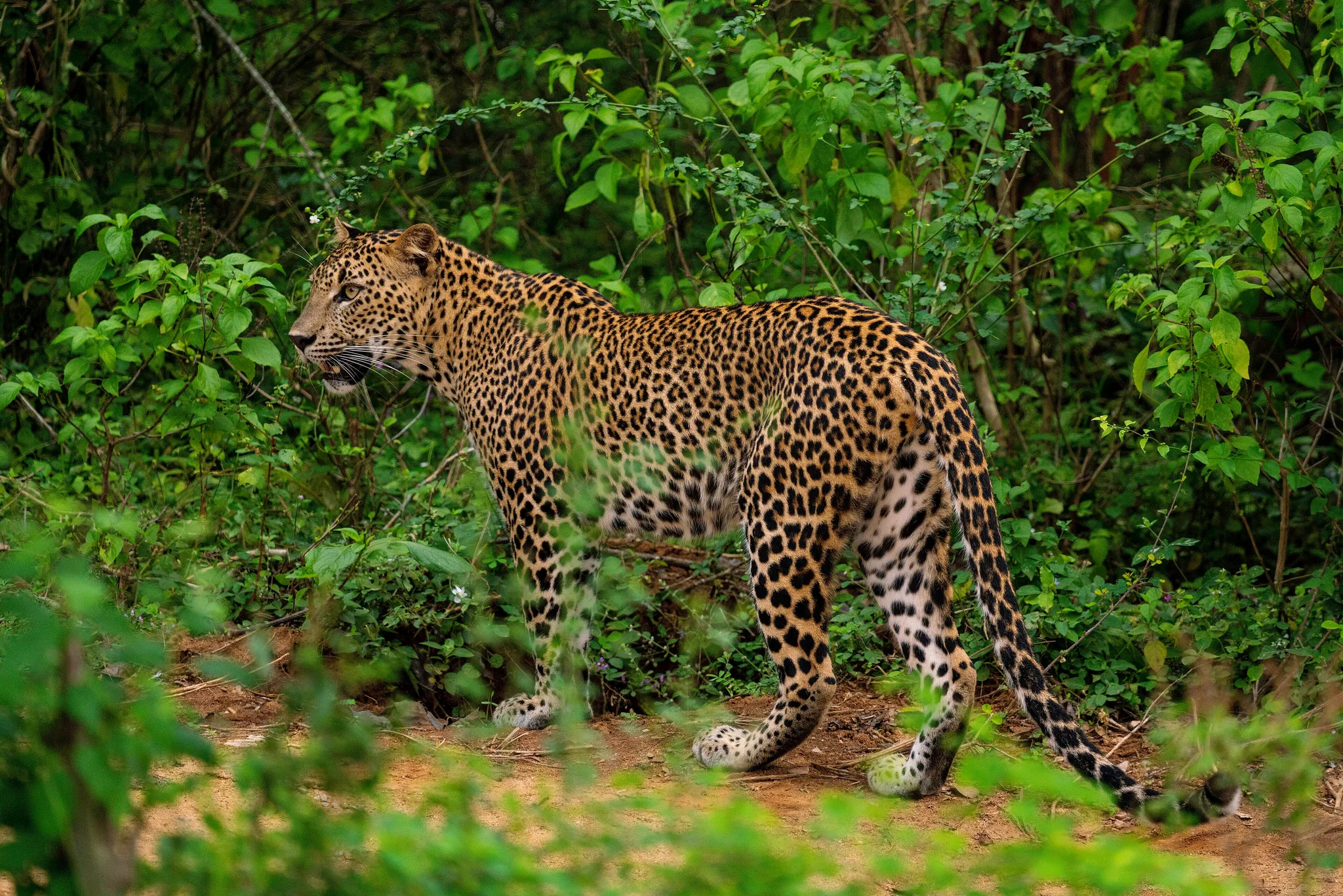 Leopards and Elephants — Yala, Sri Lanka